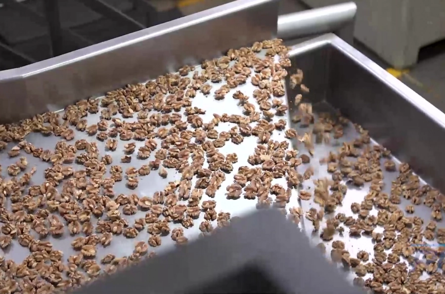 Walnuts merging onto PFI horizontal motion conveyors.