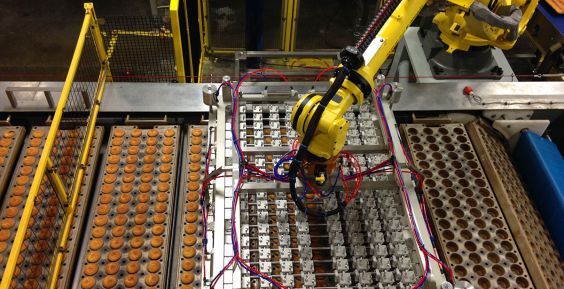 Bread on conveyor