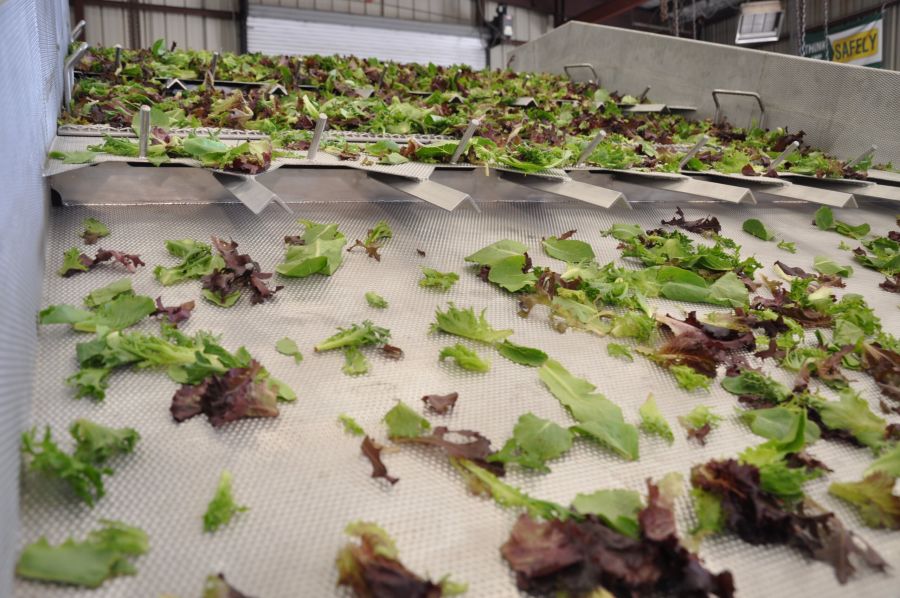 Lettuce on a PFI vibratory conveyor