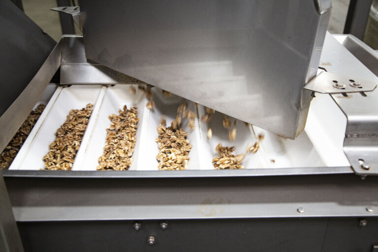Walnuts are sorted in a PFI bucket elevator food conveyor system.