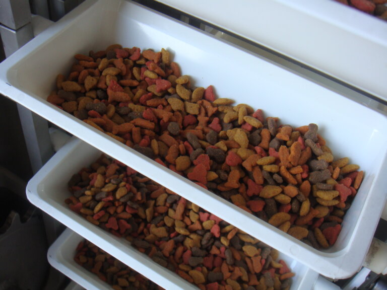 Bucket elevator moving pet food through a processing line